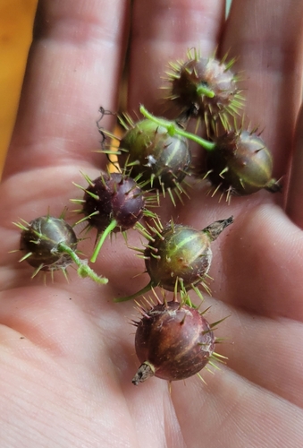 Eastern prickly gooseberry (Ribes cynosbati)