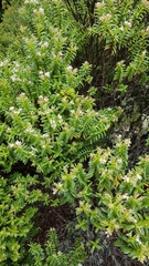 Veronica brachysiphon