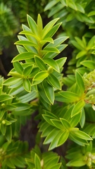 Veronica brachysiphon