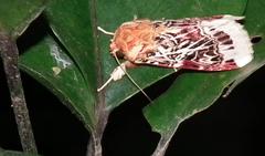 Spodoptera picta