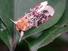 Spodoptera picta
