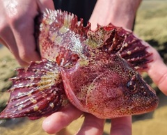 Robust Klipfish photo 4