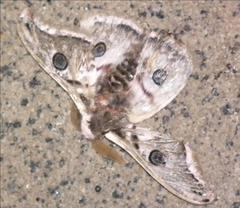 Saturnia pyretorum