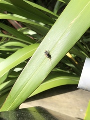 Tachysphex nigerrimus