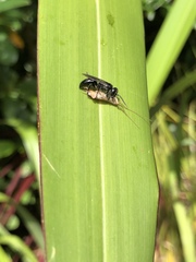 Tachysphex nigerrimus