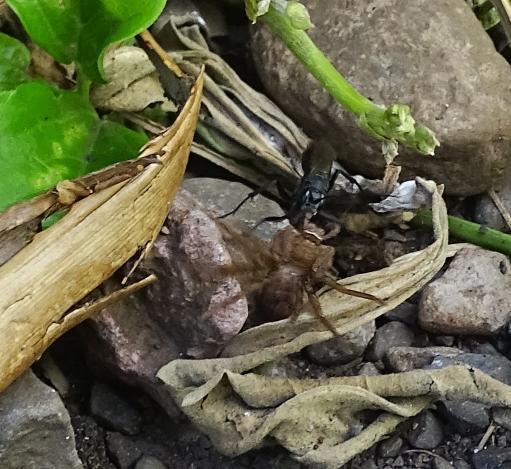 Asian Red-tailed Spider Wasp
