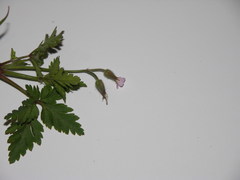 Geranium purpureum