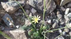 Launaea massauensis