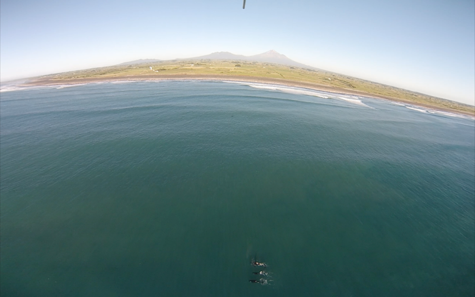 Orca from Cape Egmont on February 3, 2014 by Emily Roberts. DOC marine ...
