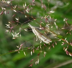 Orocrambus simplex