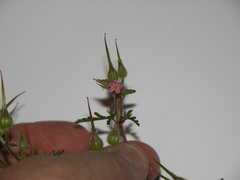 Geranium purpureum