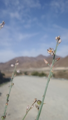 Asphodelus tenuifolius