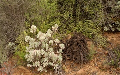 Crassula arborescens