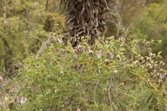 Dioscorea elephantipes