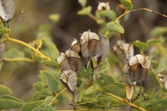 Dioscorea elephantipes