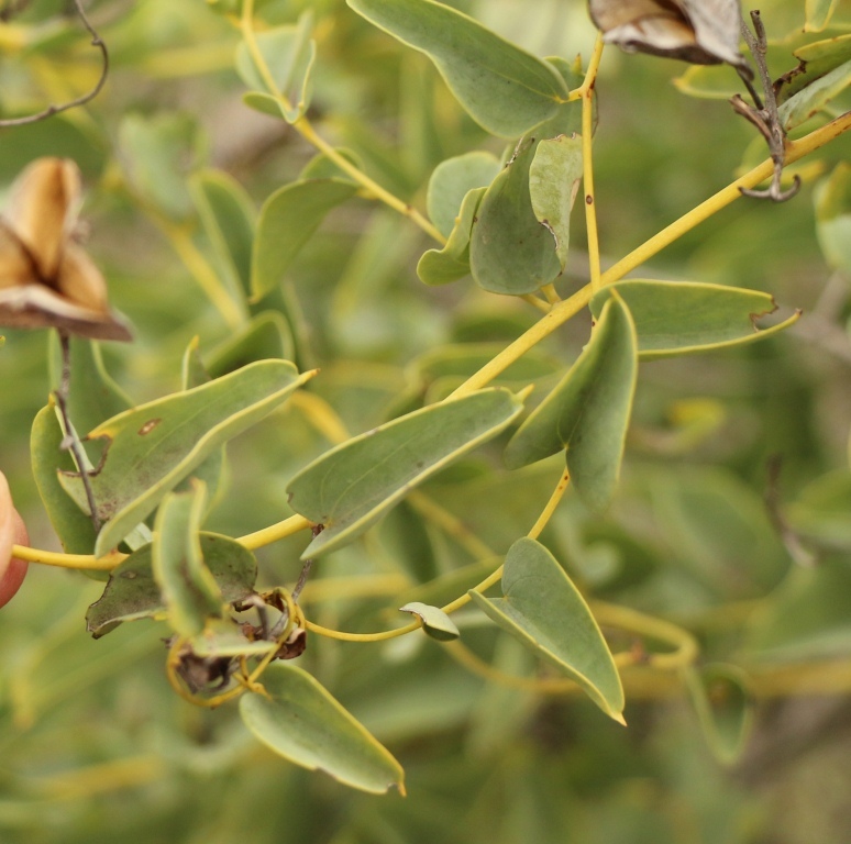 Dioscorea elephantipes
