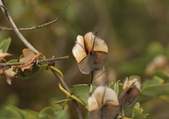 Dioscorea elephantipes