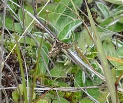 Diasemia grammalis