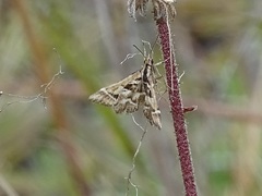 Diasemia grammalis