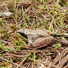 Lithobates sylvaticus image