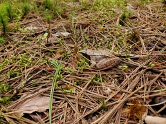 Lithobates sylvaticus image