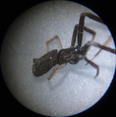 Episinus truncatus