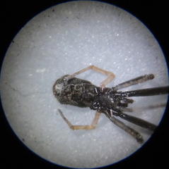 Episinus truncatus