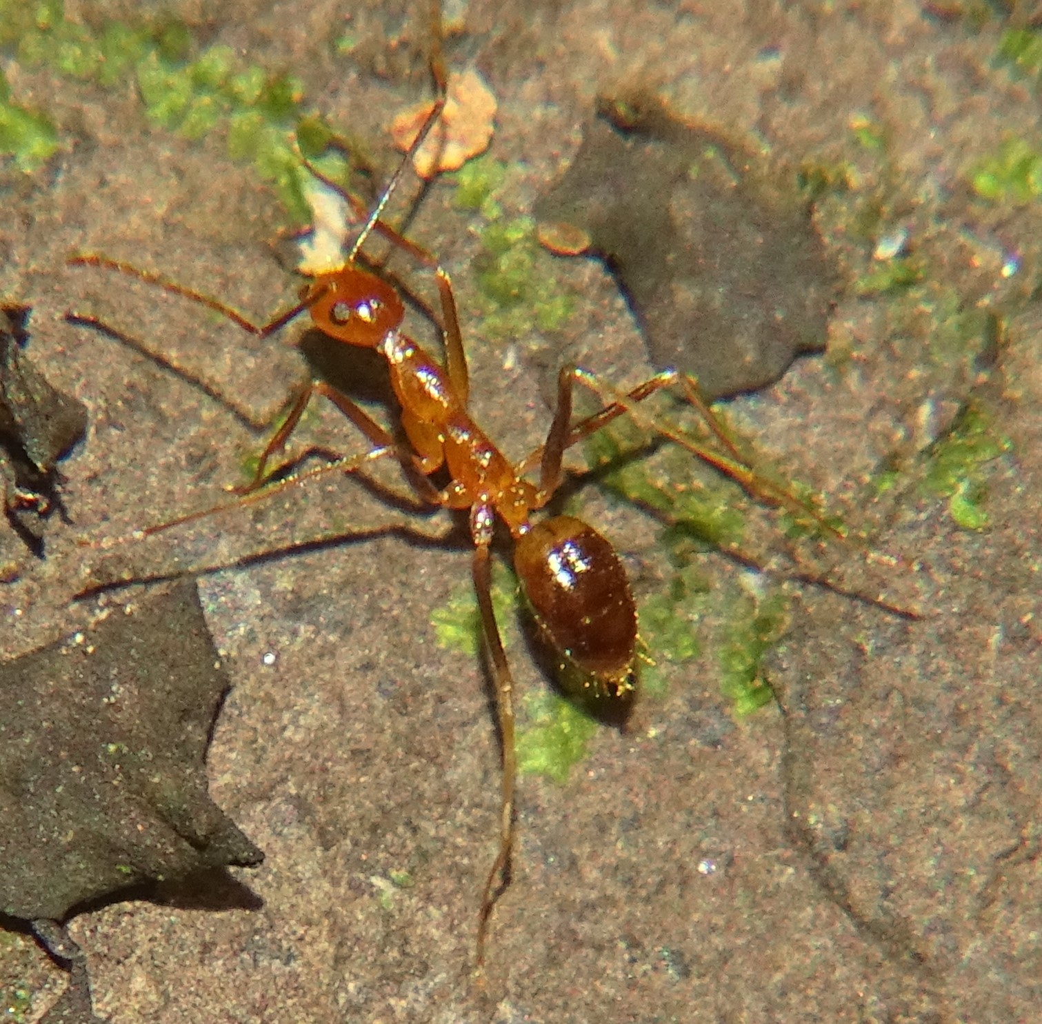 Yellow Crazy Ant Insect Facts  Anoplolepis gracilipes - A-Z Animals