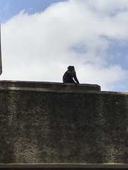 Cercopithecus mitis kolbi