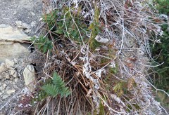 Polystichum oculatum