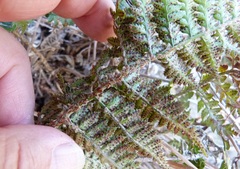 Polystichum oculatum