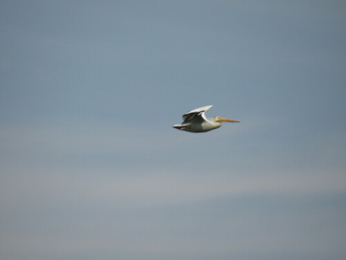 American White Pelican photographed in Oregon