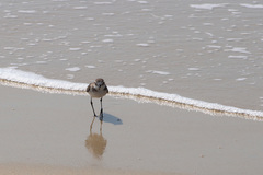 Charadrius mongolus