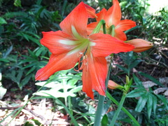 Hippeastrum
