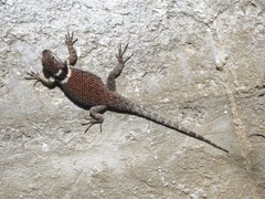 Sceloporus aureolus