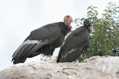 California Condor photo 4