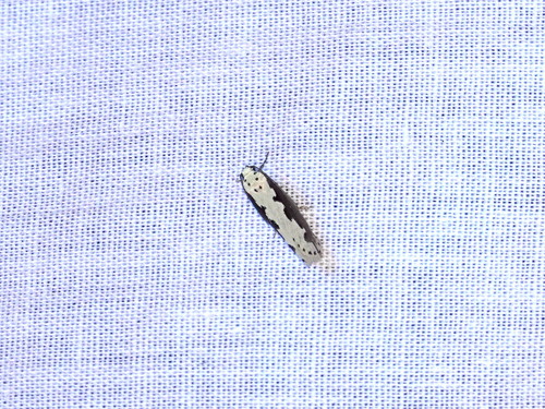 Viper's Bugloss Moth, 5694 Breugel, Nederland, photo 6 of 10