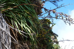Phormium cookianum hookeri