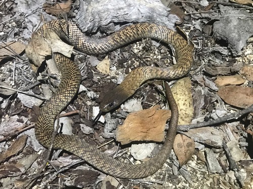 Blue-bellied Black Snake sighting
