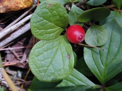 Vaccinium praestans