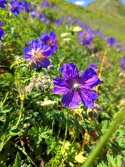 Geranium gymnocaulon