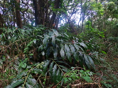 Hedychium