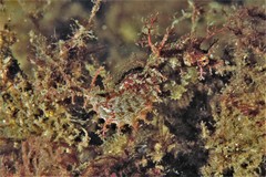 Idiotropiscis lumnitzeri