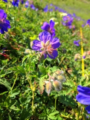 Geranium gymnocaulon, photograph Denys Vynokurov, CC BY, iNaturalist via GBIF