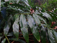Hedychium