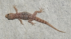 Hemidactylus brookii