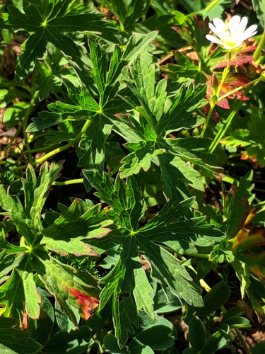 Geranium gymnocaulon, photograph 2