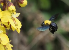 Xylocopa ruficornis