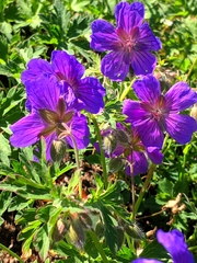 Geranium gymnocaulon, photograph Denys Vynokurov, CC BY, iNaturalist via GBIF