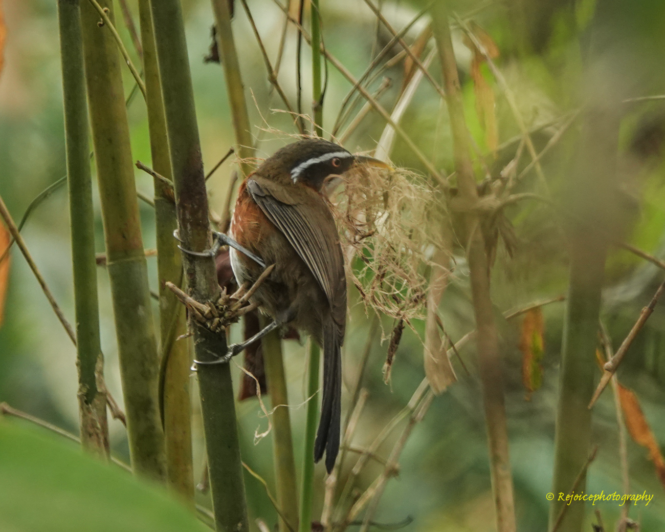 White-browed Scimitar-Babbler illustration